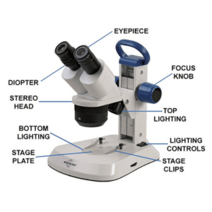 Kính hiển vi soi nổi (Stereo microscope)