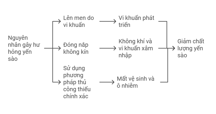 Nguyên nhân gây hỏng yến sào 