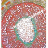 Kính hiển vi kỹ thuật số Model: BB.4267