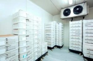 Giải Pháp Ghi Nhiệt Độ Kho Lạnh Tự Động Cho Ngành Thực Phẩm