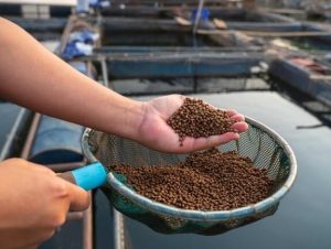 How to Meet ISO 5983-2 Requirements When Analyzing Animal Feed Protein