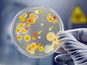 How to control temperature and shaking speed in microbial culture?