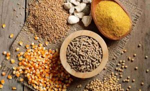 Standardization of Agricultural Products and Animal Feed According to TCVN 13052